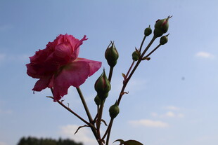 玫红色月季花