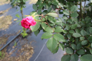 玫红色月季花