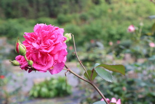 玫红色月季花