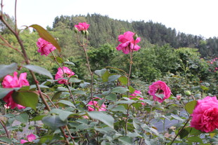 玫红色月季花