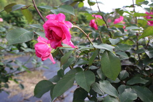 玫红色月季花