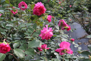 玫红色月季花