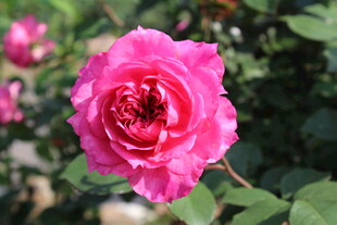 玫红色月季花