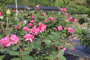 玫红色月季花