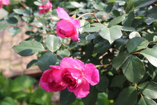 玫红色月季花