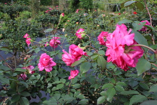 玫红色月季花
