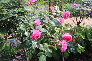 玫红色月季花