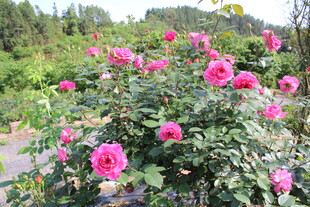 玫红色月季花