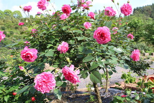 玫红色月季花