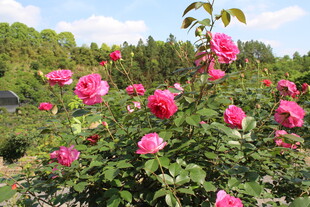 玫红色月季花