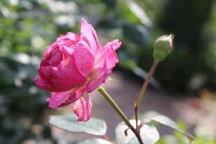 玫红色月季花