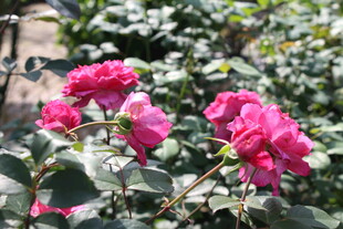 玫红色月季花