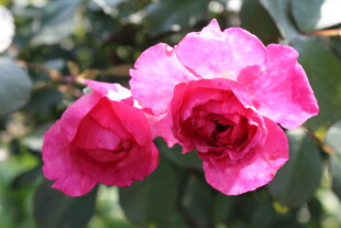 玫红色月季花