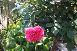 玫红色月季花