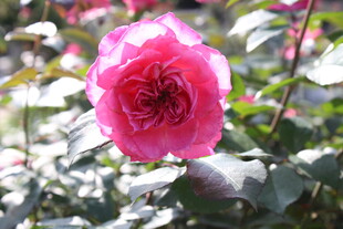 玫红色月季花