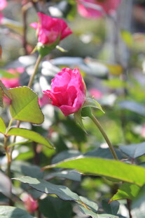 玫红色月季花
