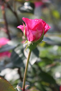 玫红色月季花
