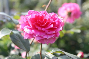 玫红色月季花