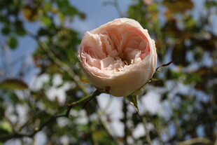 粉色月季花