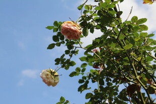 粉色月季花