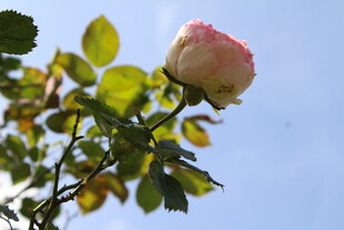 粉色月季花