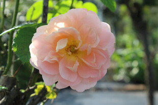 橙色月季花