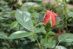 月季花