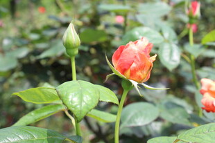 月季花