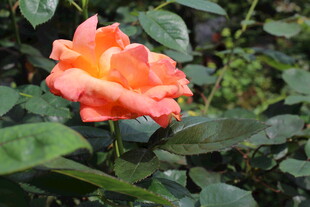 月季花