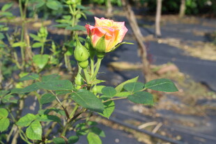 月季花