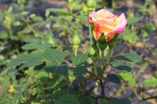 月季花