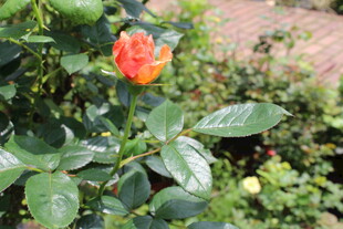月季花