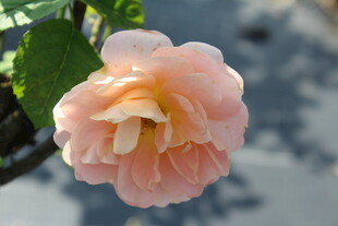 橙色月季花