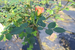 月季花