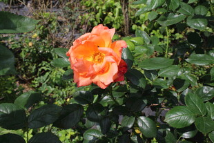 月季花