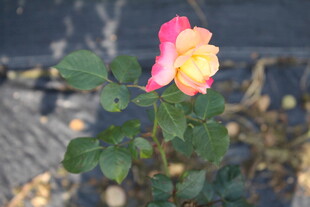 月季花