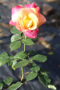 橙色月季花