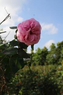 粉色月季花