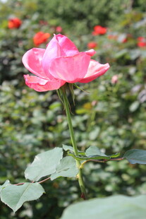 粉色月季花