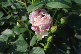 粉色月季花
