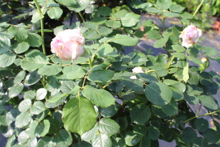 粉色月季花