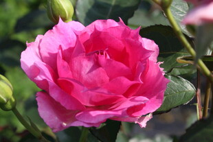 月季花