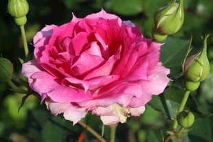 月季花