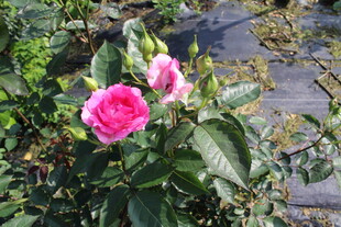 月季花