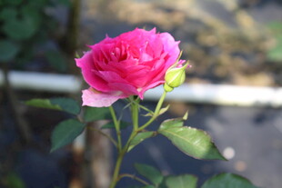 月季花