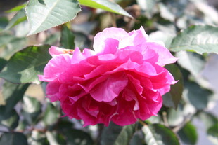 月季花