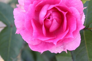 月季花