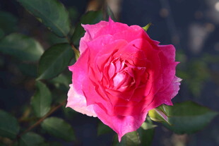月季花