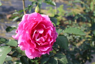 月季花