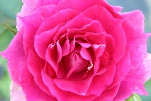 月季花